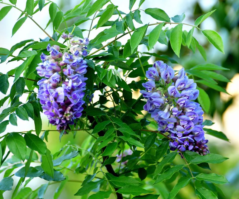 Kentucky Wisteria (Wisteria macrostachya)