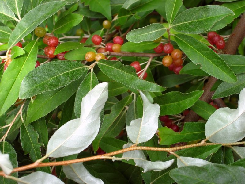 Autumn Olive (Elaeagnus umbellata)