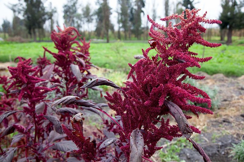 Amaranth - The Aztec Sacred Grain