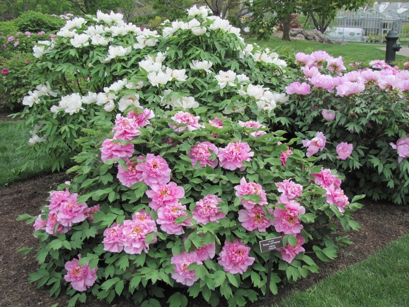 Japanese Woodland Peony - The Samurai Flower