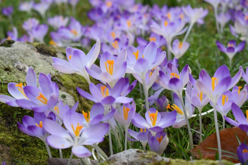 Crocus: First Hints of Spring