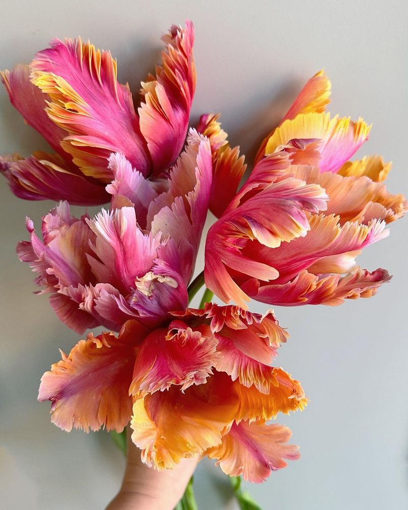Parrot Tulips