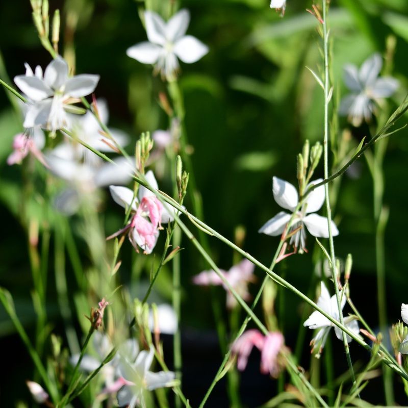 Gaura