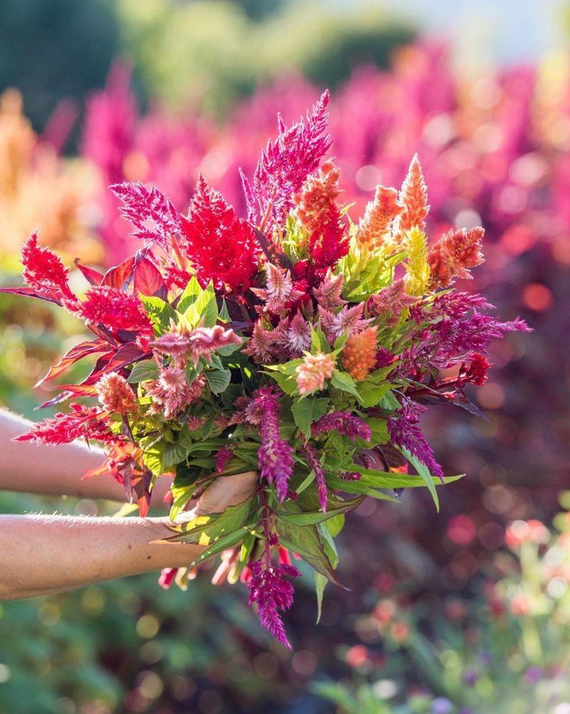 Celosia