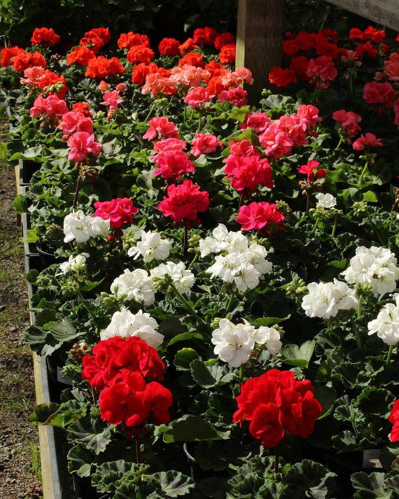 Geraniums: Mediterranean Sun Classics