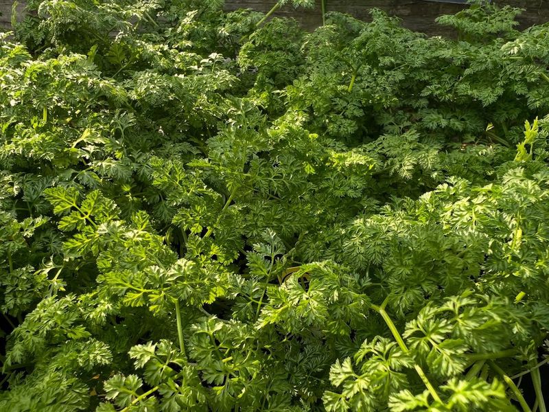 Chervil