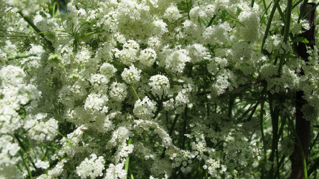 Anise