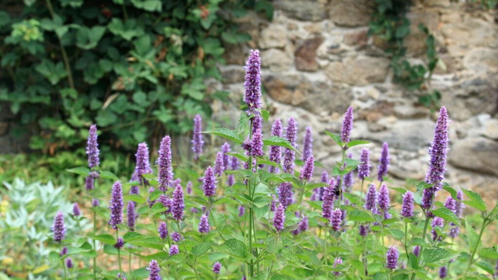 anise hyssop plant