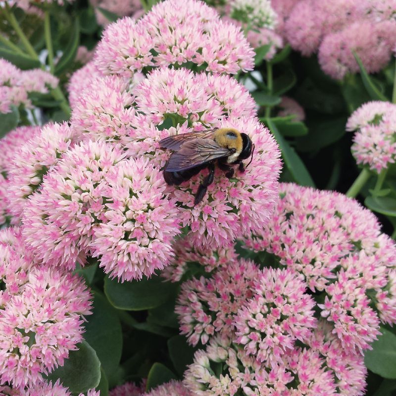 Sedum: Succulent Feast for Fall Pollinators
