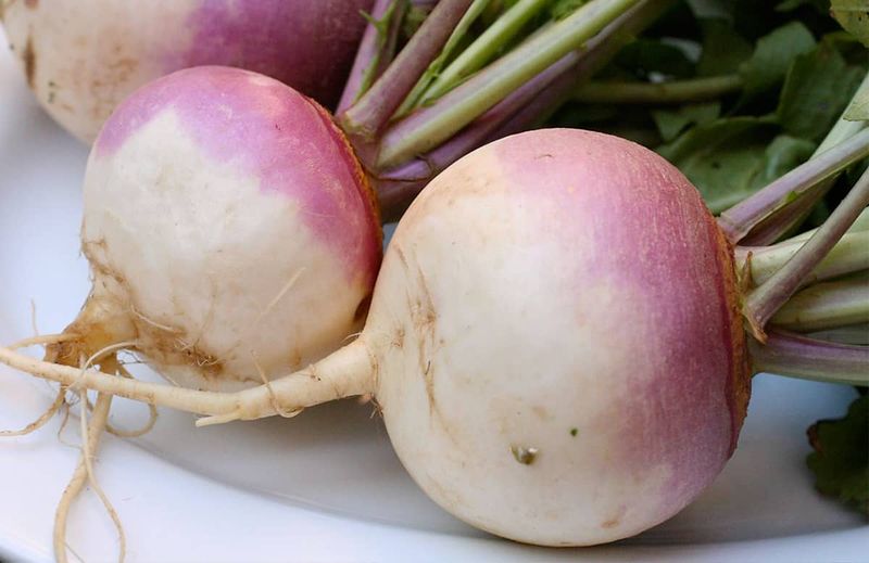 Turnips: The Underground Rivals