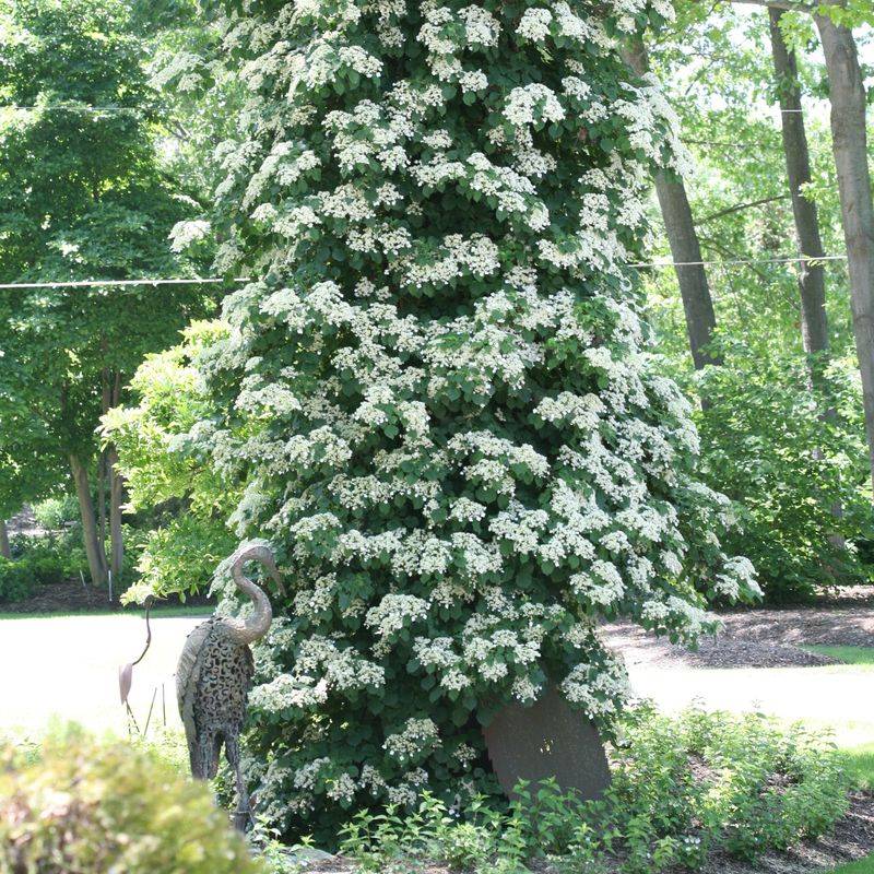 Climbing Hydrangea (Hydrangea petiolaris)