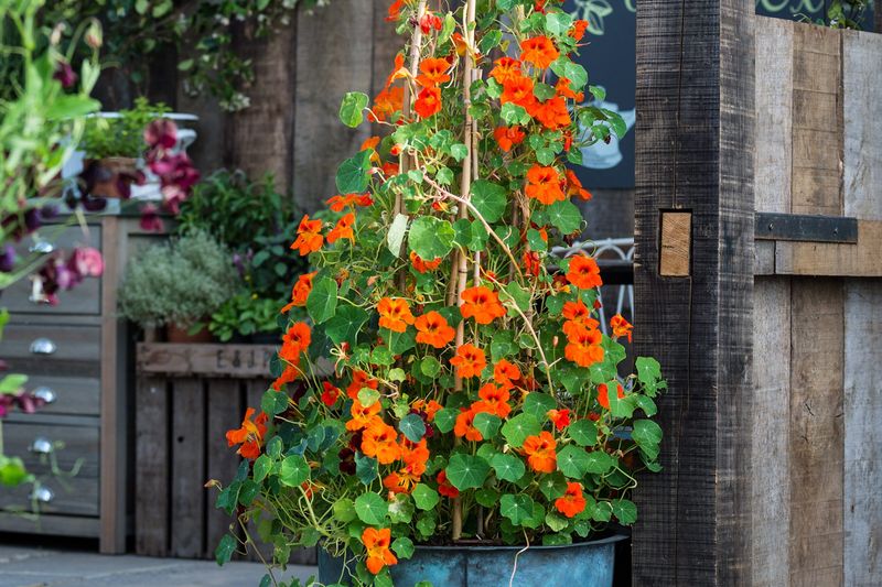 Nasturtium Vines