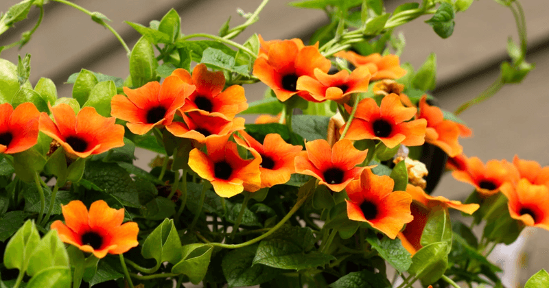 Black-Eyed Susan Vine