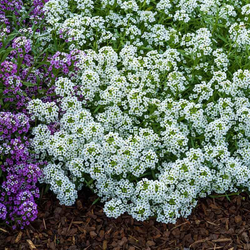 Sweet Alyssum: Fragrant Filler In No Time