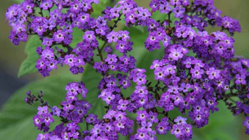 Heliotrope (Heliotropium arborescens)