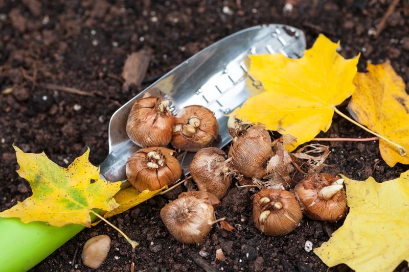Bulb Protection