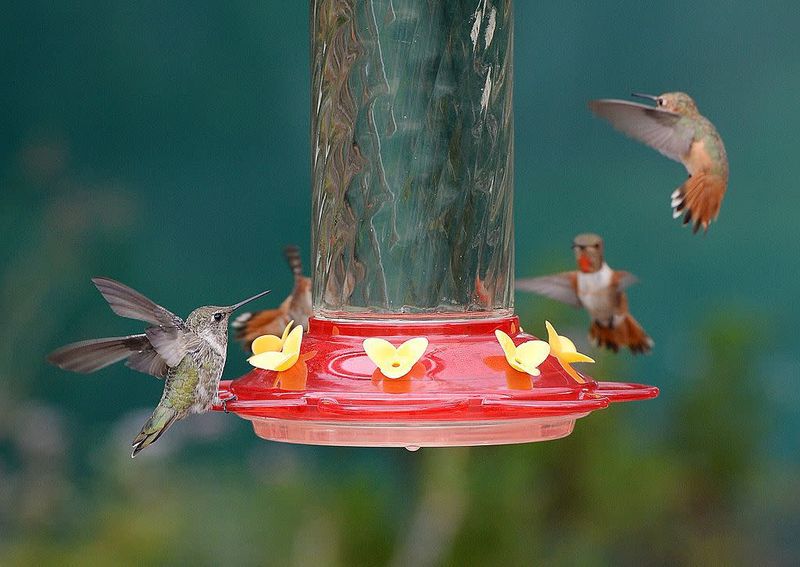 Feeder Placement Over Water