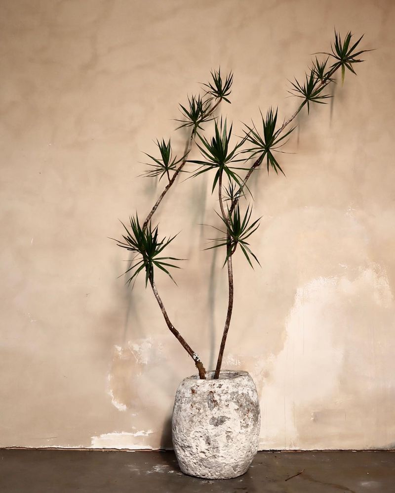 Dracaena