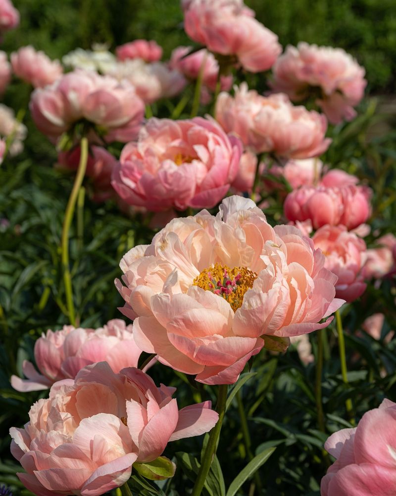 Four-Season Peony Garden