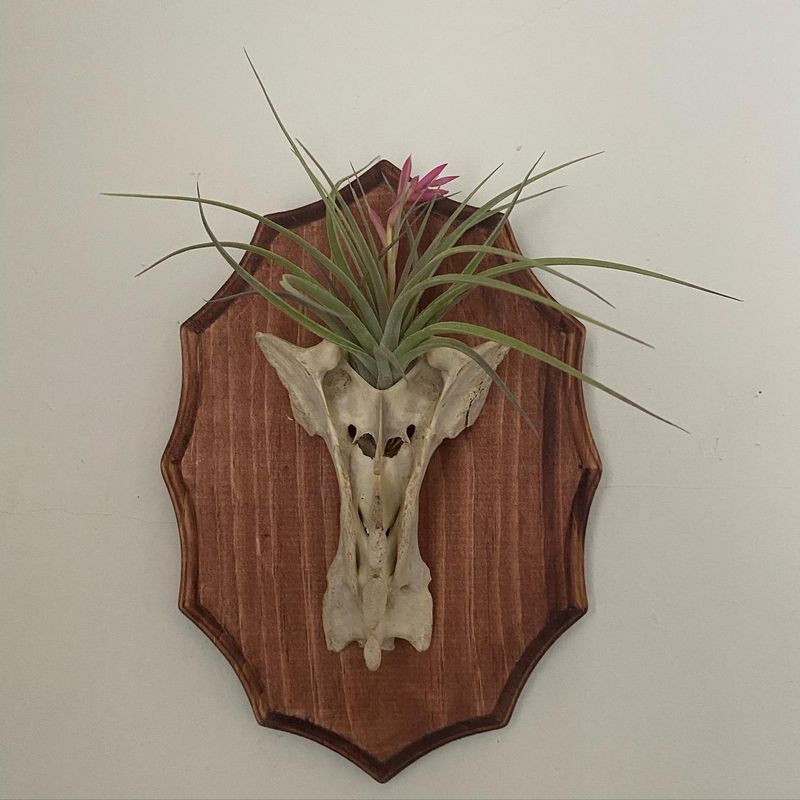 Mounted Deer Antler Planters