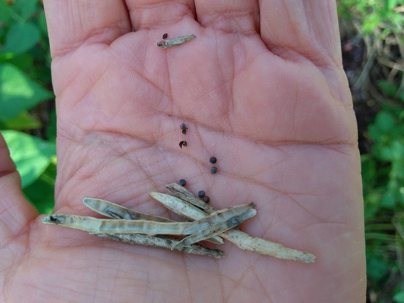 Seed Drying Aid