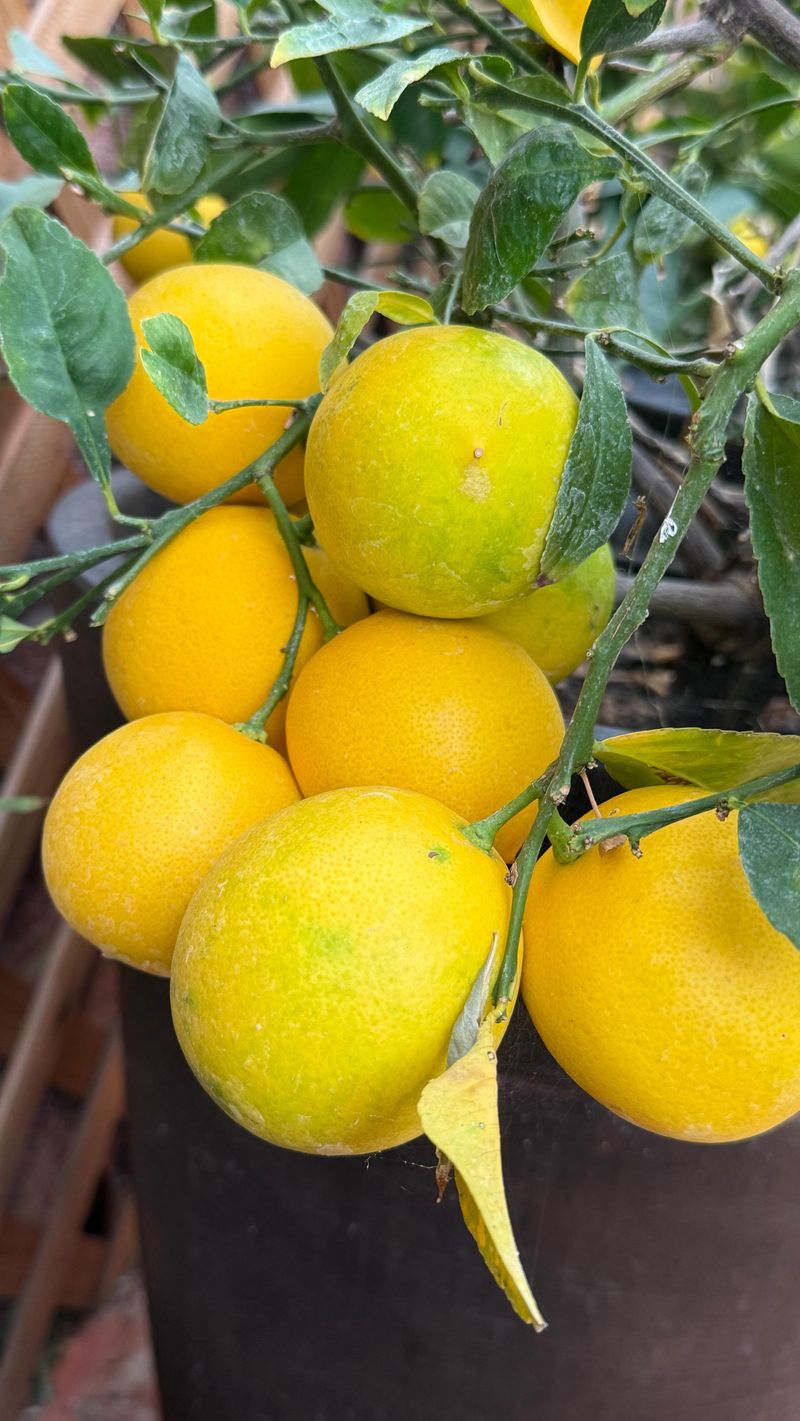Meyer Lemon: Citrus Perfection in a Pot