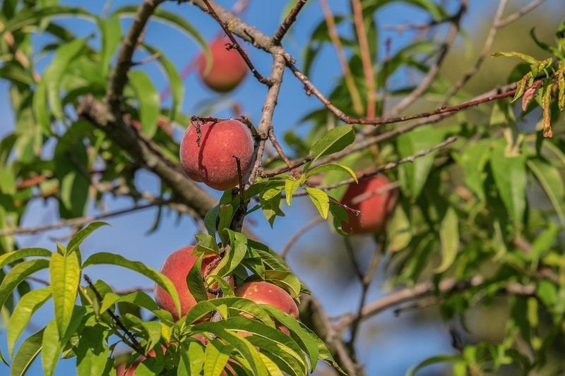 Peach Trees and Wild Plum Bushes