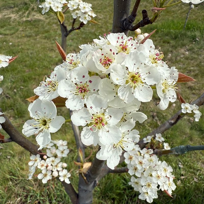 Pear Trees