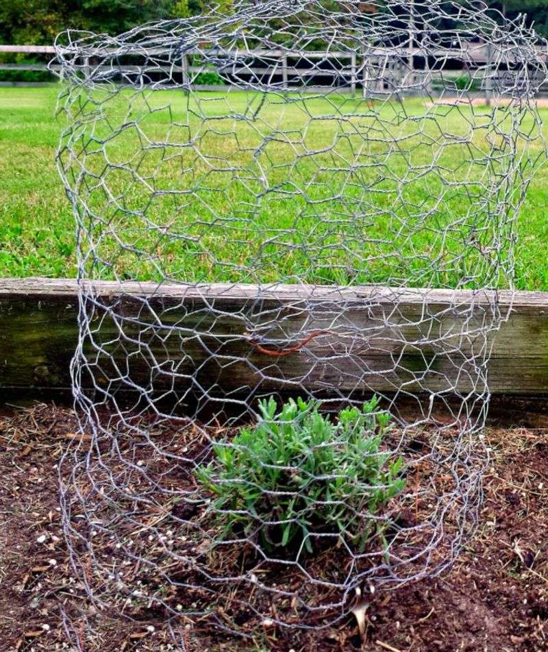 Install Individual Plant Cloches
