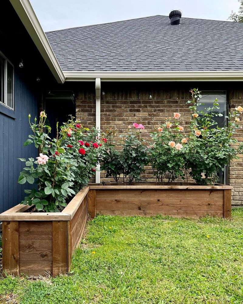 Grow Roses In Raised Beds