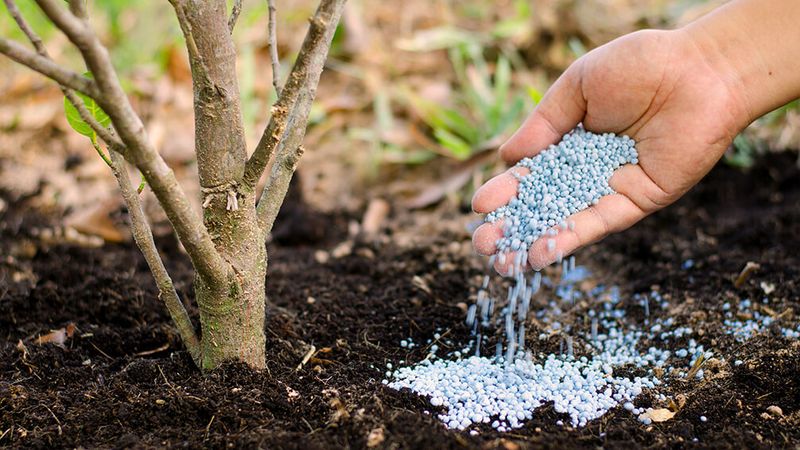 Feed with Slow-Release Fertilizer