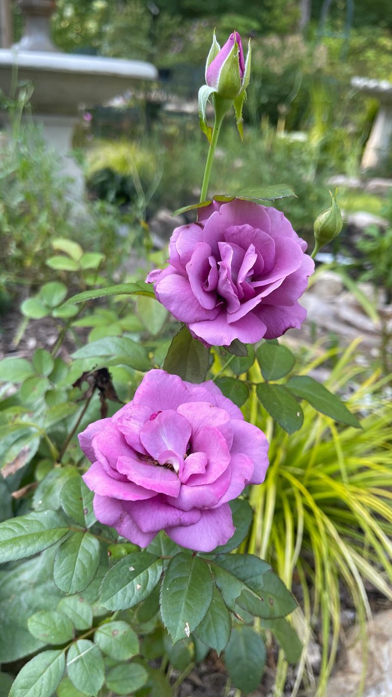 Feed with Rose-Specific Fertilizer