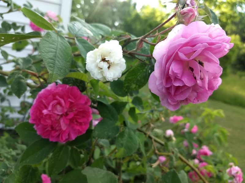 Choose Repeat-Blooming Varieties