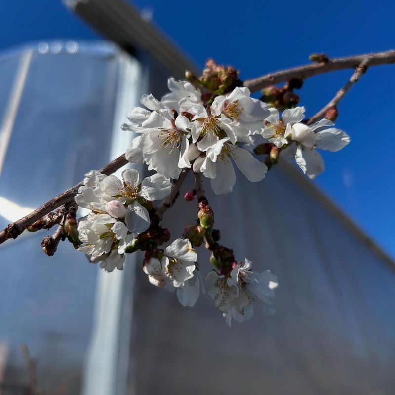 Fertilize In Early Spring