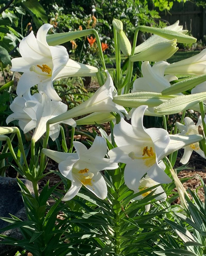 Fertilize with Balanced Nutrients