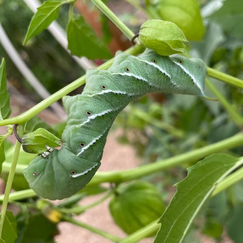 Hand-Pick the Hornworms at Dusk