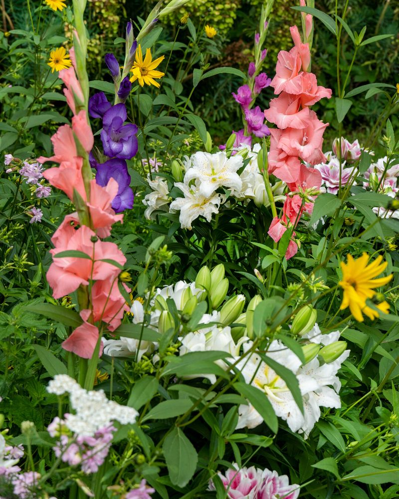 Plant Summer Bulbs