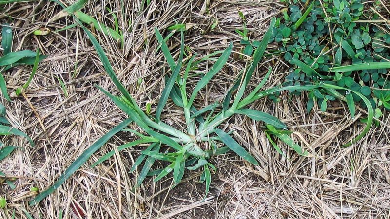 Hand-Pull Young Plants