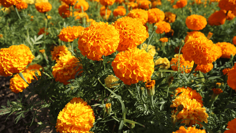 Plant Rabbit-Resistant Flowers