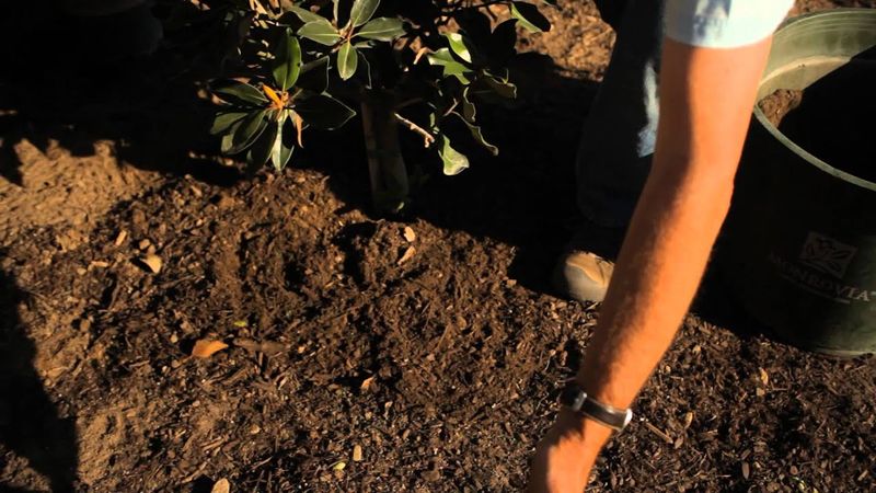 Feed With Balanced Fertilizer