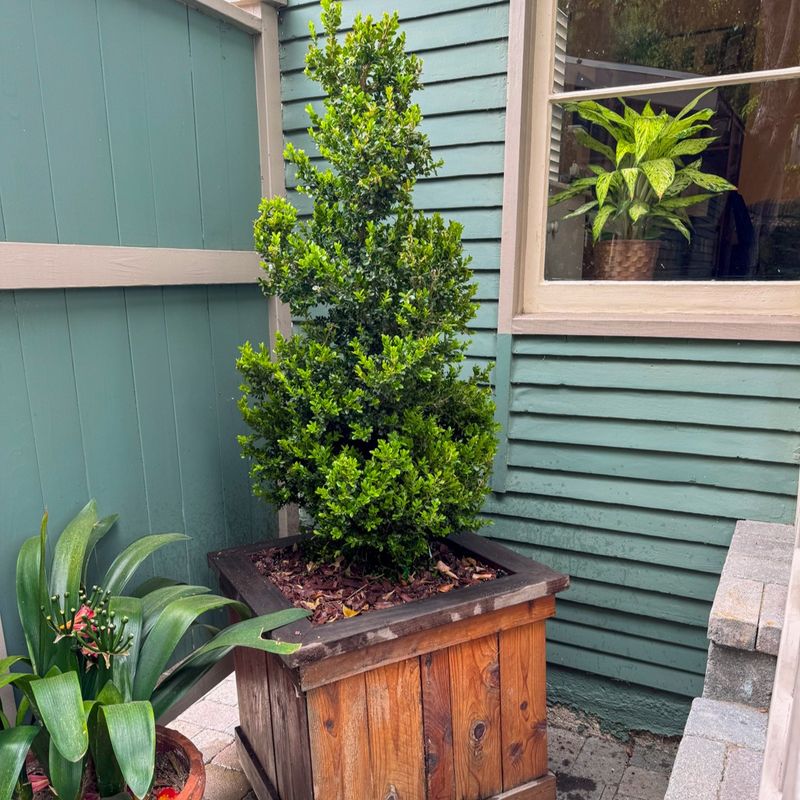Refresh Container Shrubs