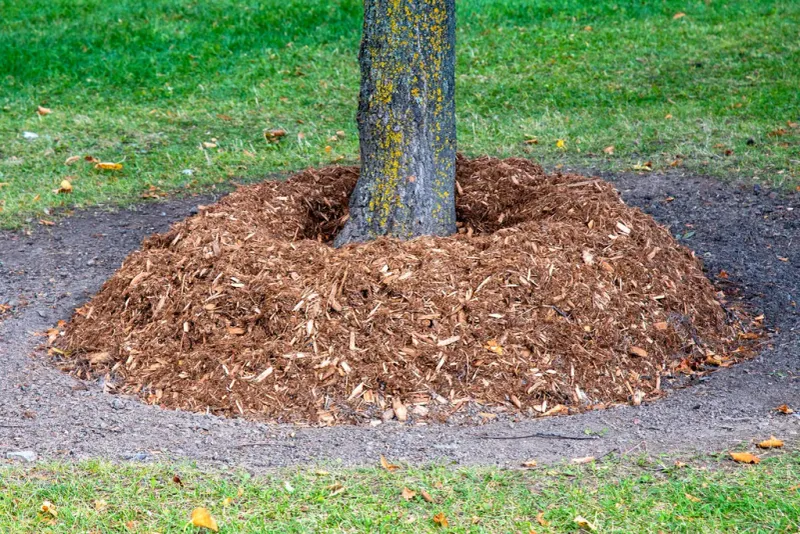Create a Mulch-Free Zone Around Tree Trunks