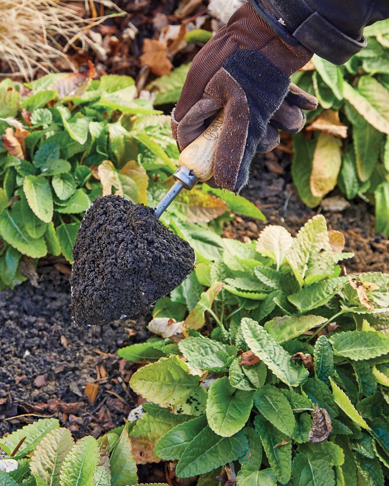 Dividing Fall-Blooming Perennials