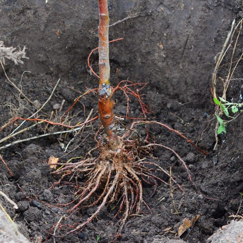 Planting Bare-Root Trees