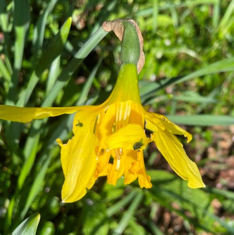 Ignoring Pest Damage