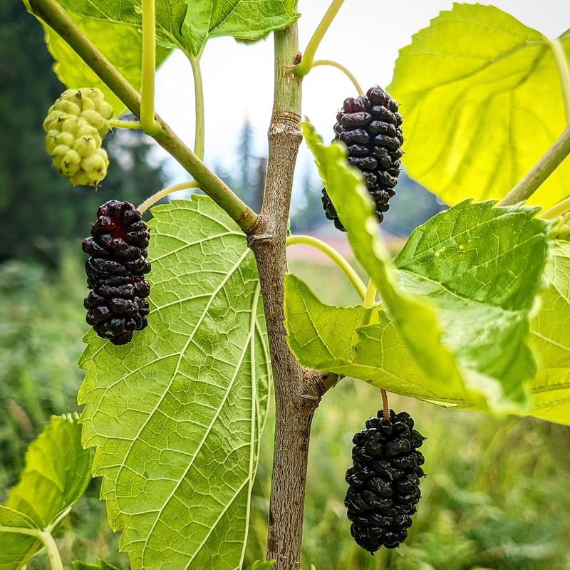 Mulberry Trees: Nature's Bird Buffet