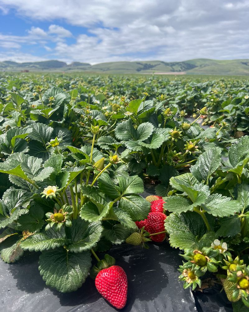 Strawberries