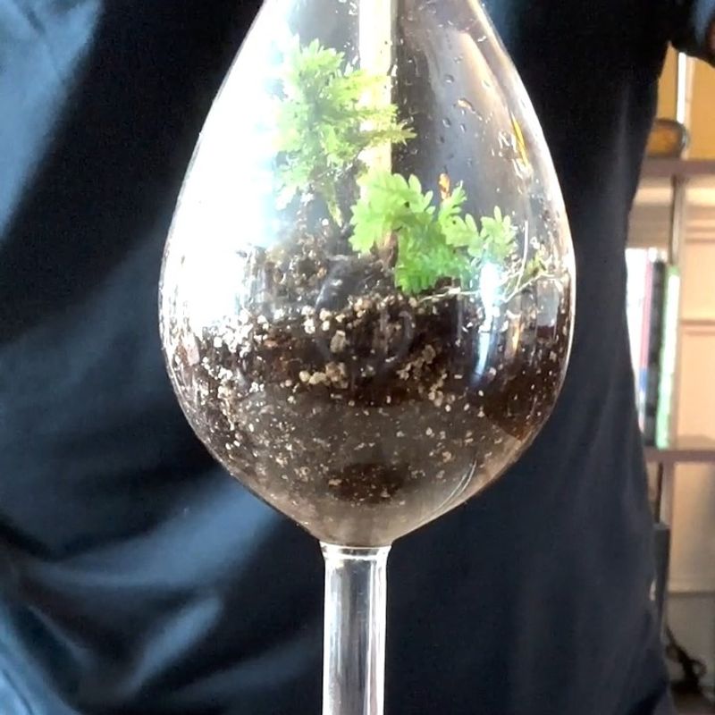 Miniature Ferns