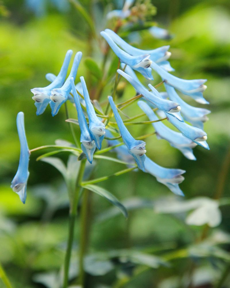 Corydalis