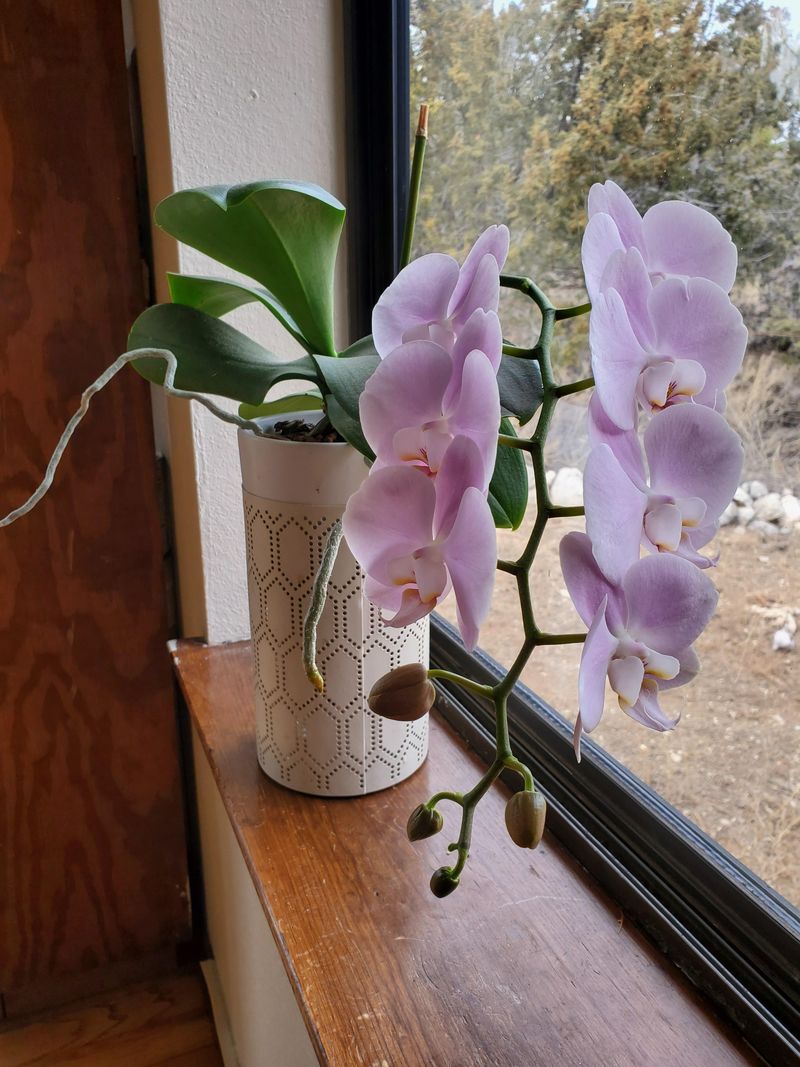 Orchid: The Mold Magnet